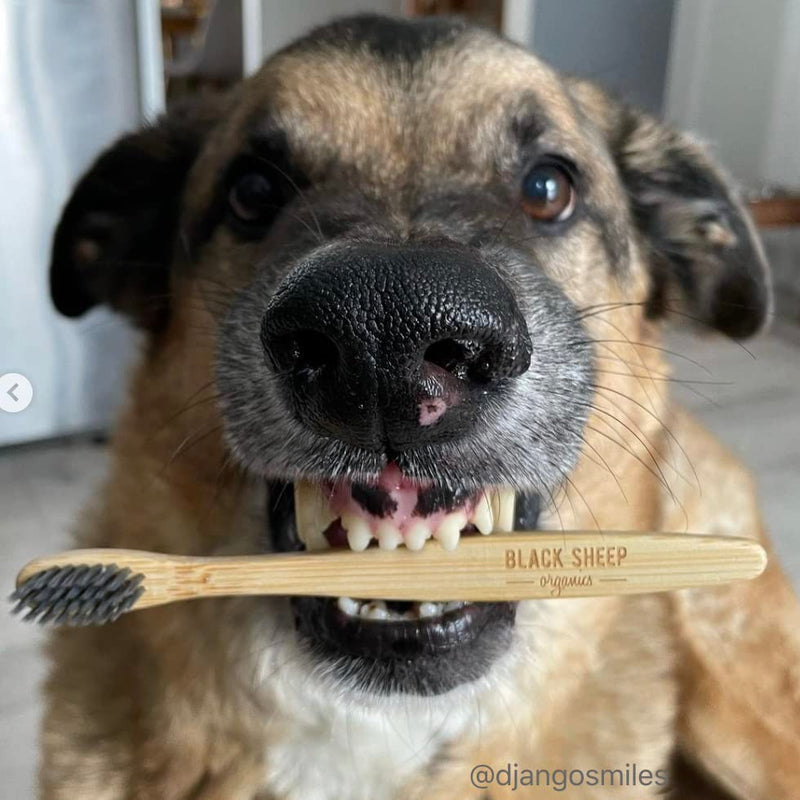 Bamboo Toothbrush for Dogs-BPA Free Ultra Soft Dog Toothbrush- Gentle on Dog Gum and Dog Teeth-Charcoal Infused and Non-Plastic Biodegradable Handle - PawsPlanet Australia