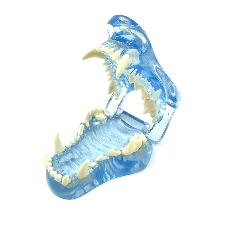 Blue Transparent Canine Feline Dog Cat Tooth Model Veterinary Education Tool for Animal Oral Anatomy Research Demonstration Prop Office Decoration for Vet Clinics, Schools Lab (Dog)