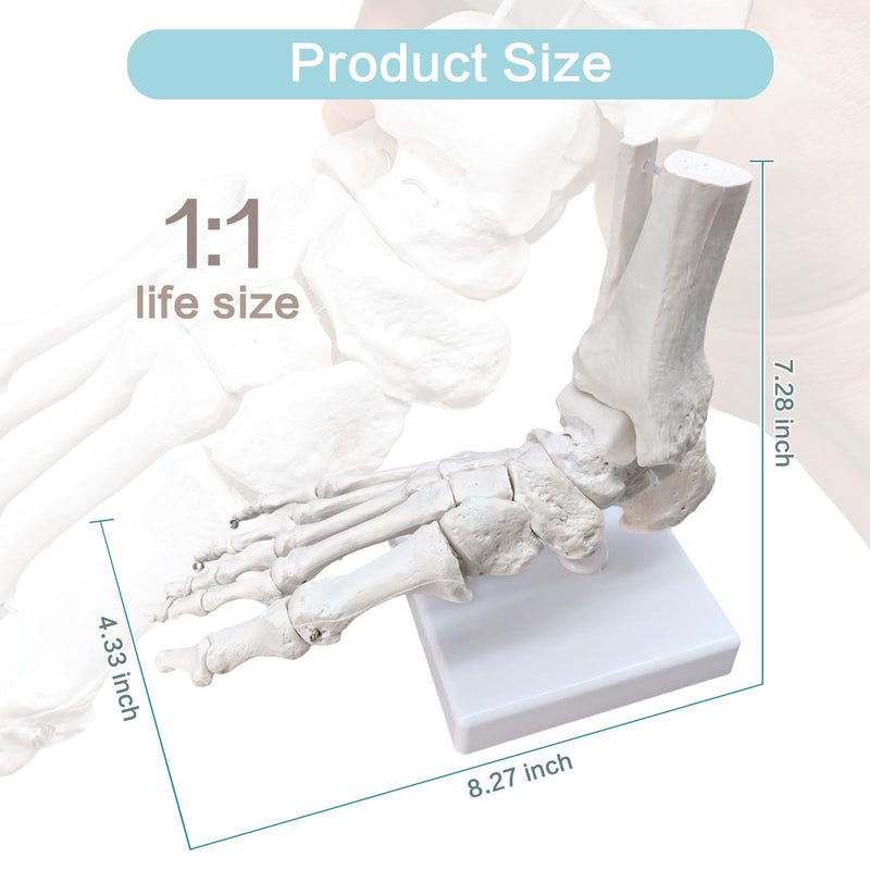 Life-Size Human Foot and Ankle Joint Anatomy Model - Includes Tibia, Fibula, Right Side, Stand, Fully Articulated for Medical and Educational Use
