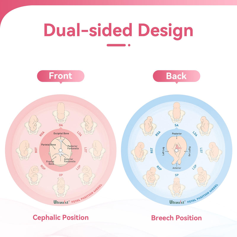 Midwife Fetal Position Tool - Small Size 5.12", Fetal Position Wheel for Midwives, Doula and Obstetricians Gifts, Childbirth Education Tool for Medical & Nursing Students