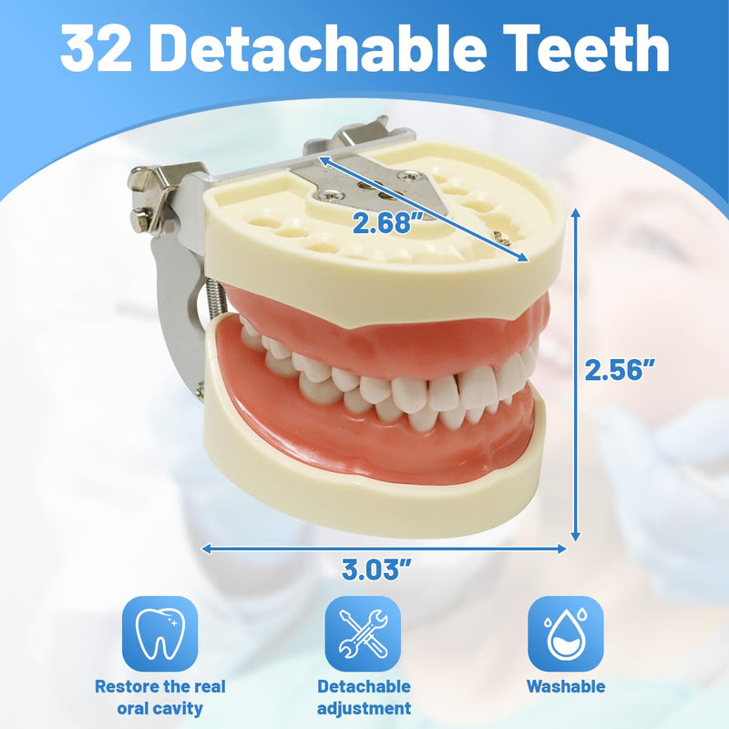 Dental Typodont Model with a Small Screwdriver, Dental Teeth Model with 32 Detachable Teeth for Dental Hygiene Students, Suitable for Teaching, Practice and Study