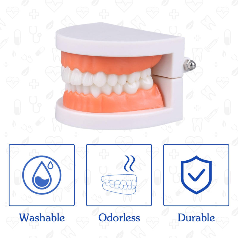 Dental Teeth Model with Denture Toothbrush, Standard Teeth Model Brushing Tooth, Denture Mouth Model Demonstration for Kids Dental Teaching Tools Study Supplies