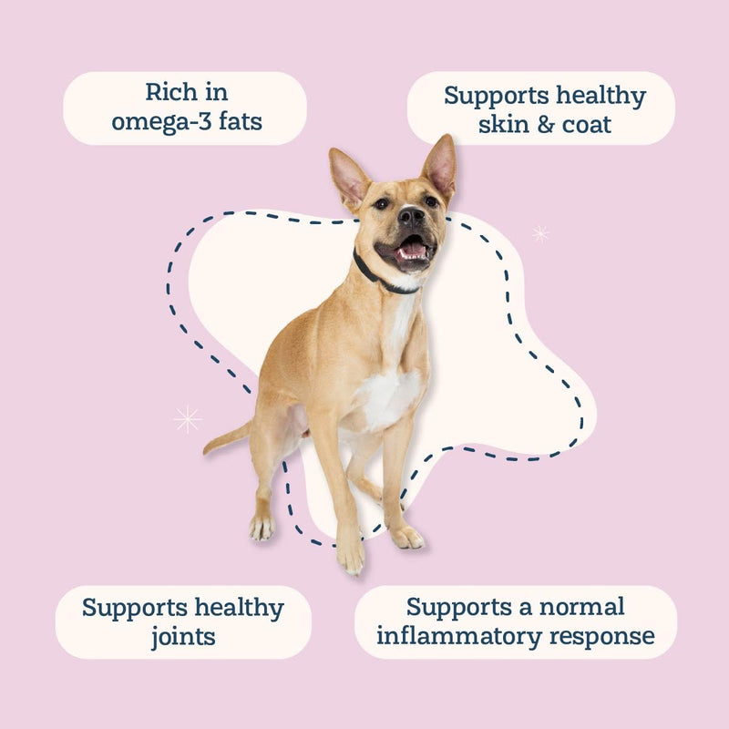 Alice & Eli Mussel Power - Green Lipped Mussels for Dogs - Hip & Joint Support, Omega Fats & Immune Support - Pure and Complete