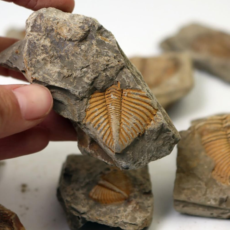 2Pcs Real Trilobite Come from Western Hunan of China 450 Million Years ago
