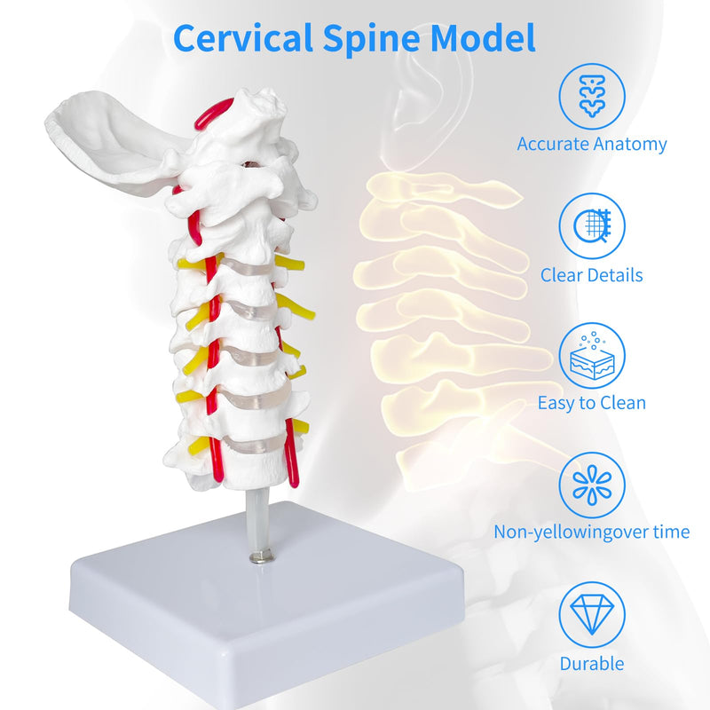 SFXYJ Cervical Spine Model - Life Size Vertebral Spine with Vertebrae, Nerves, and Occipital Plate for Science Classroom Study, Display, Teaching, Medical Model