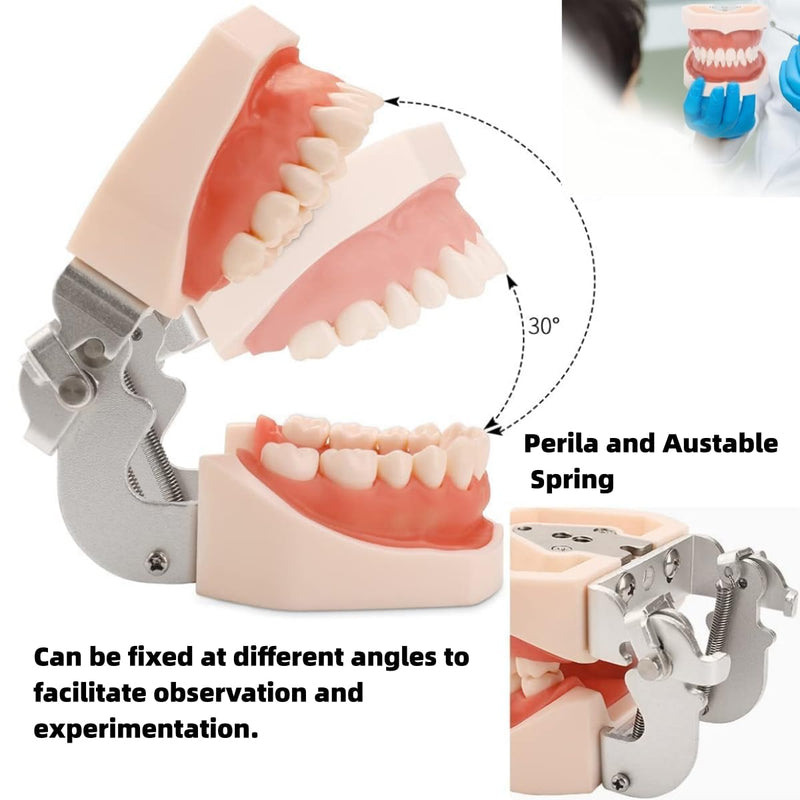 Typodont Teeth Model with Removable Teeth,Dental Tooth Model Suitable for Teaching, Practice and Study, with a Small Screwdriver and 28 spareteeth