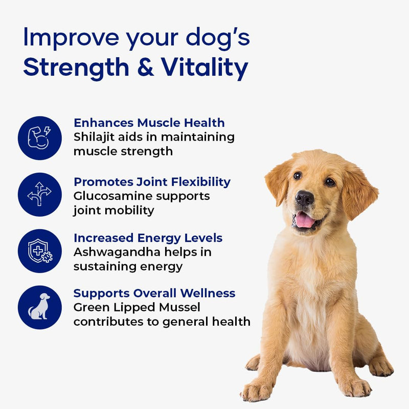 Muscle Formula for Dogs: with Shilajit Ashwagandha and Green Lipped Mussel | Glucosamine Chondroitin Hip and Joint Support | Muscle Strength and Mobility Pack of 1