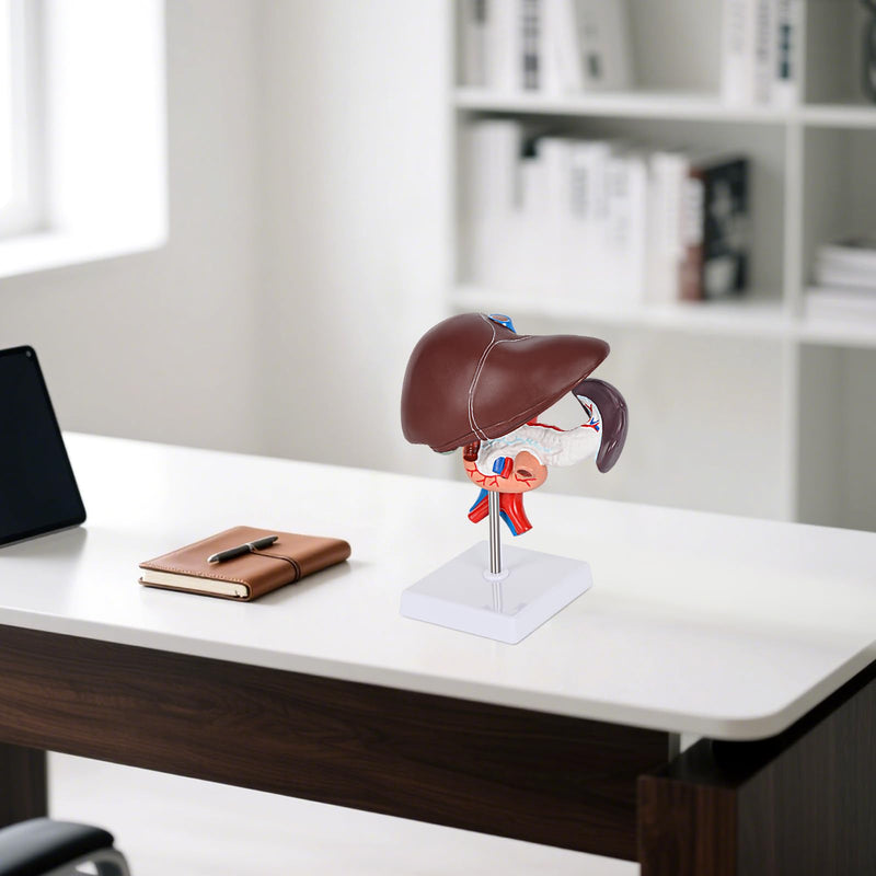 Human Liver Pancreas Duodenum Model,Life Size Anatomy Model for Medical Students Education Research and Teaching