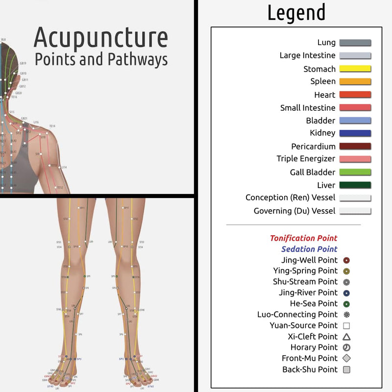 Miridia Acupuncture Chart - Huge Laminated Anatomical TCM Meridian & Points Poster - Clinic/Study Use - Accurate Acupuncture Point Chart - Clear Labels - Comprehensive Meridian System - 36x24, Female