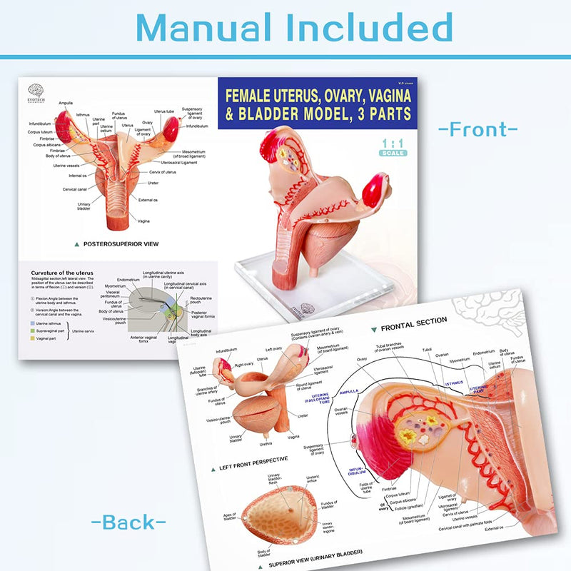 Human Uterus Ovary Urinary Bladder Model On Plexiglass Base, Female Reproductive Organ Model, Female Genital Organ, Shows Uterus, Ovary, Vagina, Uterine Medical Teaching Anatomical Gynecology
