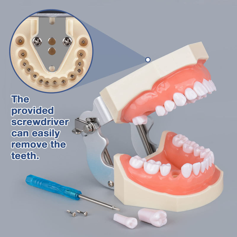 Ultrassist Typodont Teeth Model with 28 Detachable Teeth for Dental Hygiene Students, Suitable for Teaching, Practice and Study, with a Small Screwdriver