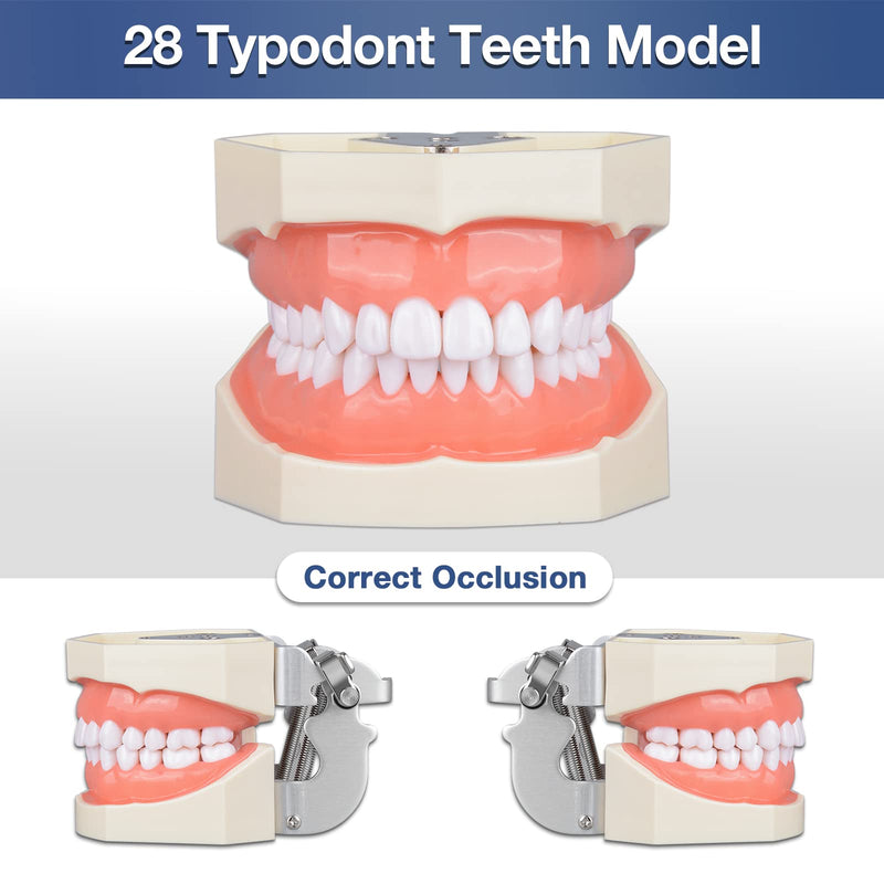 Ultrassist Typodont Teeth Model with 28 Detachable Teeth for Dental Hygiene Students, Suitable for Teaching, Practice and Study, with a Small Screwdriver