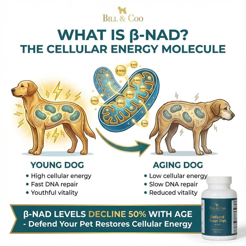 BILL & COO Defend Your Pet ß-NAD Supplement for Senior Dogs – Advanced Cellular Anti-Aging with Vitamins C, D, K2, Probiotics & Digestive Enzymes for Immune Support, Longevity & DNA Integrity – 105g