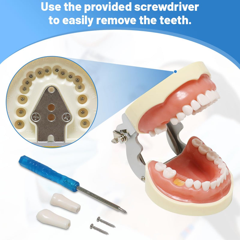 Dental Typodont Model with a Small Screwdriver, Dental Teeth Model with 32 Detachable Teeth for Dental Hygiene Students, Suitable for Teaching, Practice and Study