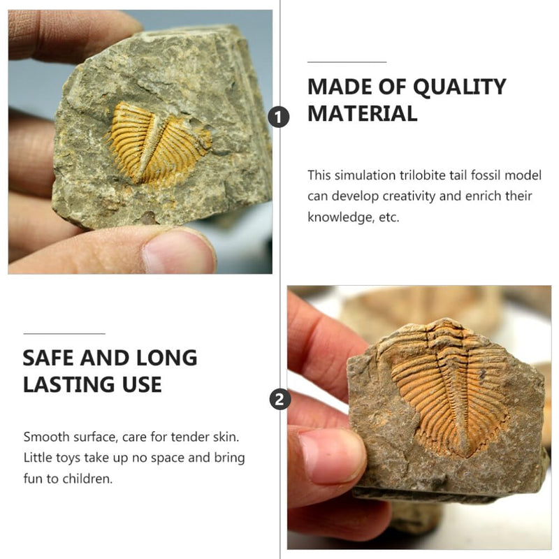 2Pcs Real Trilobite Come from Western Hunan of China 450 Million Years ago