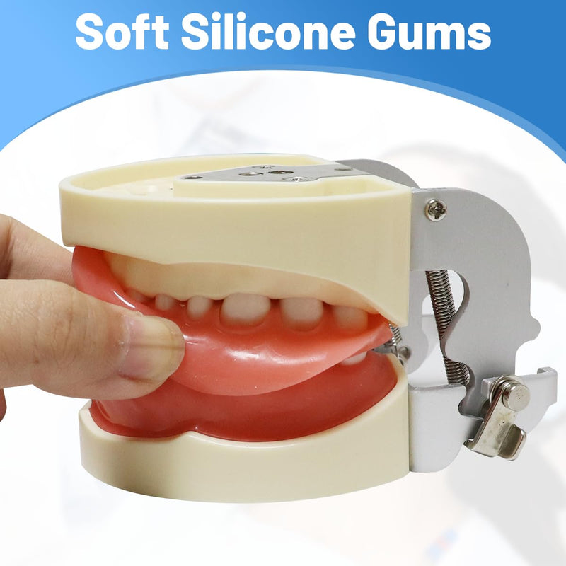 Dental Typodont Model with a Small Screwdriver, Dental Teeth Model with 32 Detachable Teeth for Dental Hygiene Students, Suitable for Teaching, Practice and Study