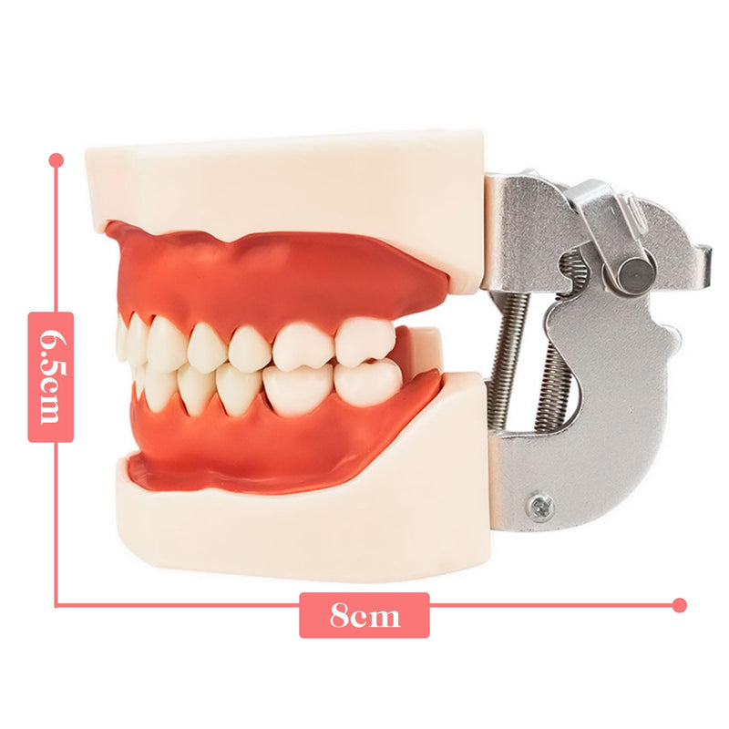 Typodont Teeth Model with Removable Teeth,Dental Tooth Model Suitable for Teaching, Practice and Study, with a Small Screwdriver. (Model and 32 Teeth) Model and 32 Teeth