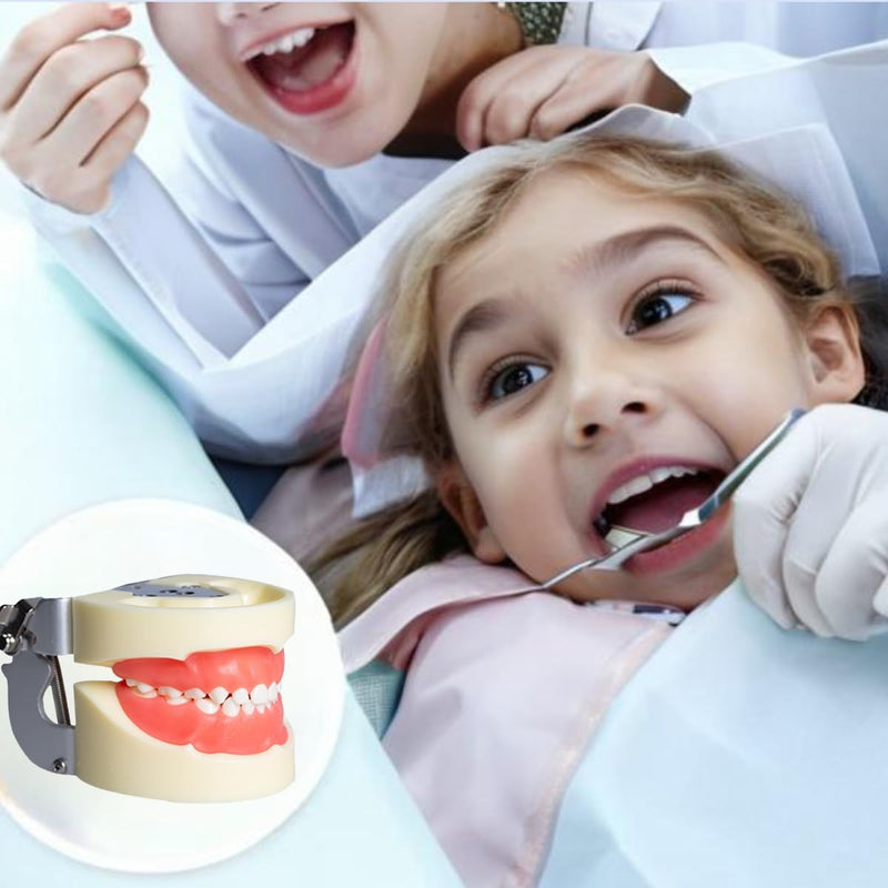 Typodont Child Teeth Model, with 24pcs Removable Teeth, Compatible with Kilgore Nissin for Teaching, Study