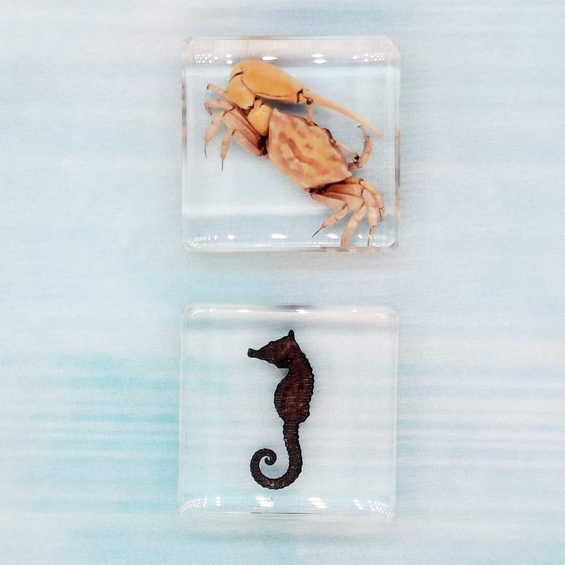 Insect Specimens Set, Fiddler Crab and Sea Horse Specimens in Resin, Animal Taxidermy Collection for Science Education & Desk Ornament (FBBJ-02) Fiddler Crab & Sea Horse