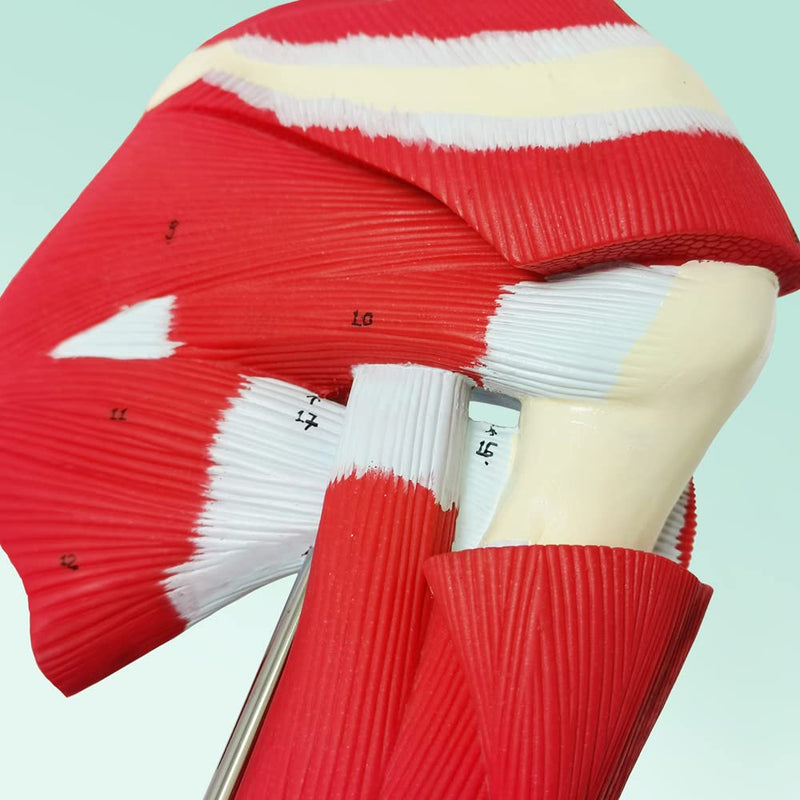NEW HORIZON Muscled Shoulder Joint Model – Shows Complete Shoulder Musculature from Rotator Cuff to Subscapular Muscles – Includes Base,Manual, Education in the Field of Mathematics