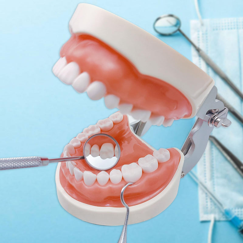 Typodont Teeth Model with Removable Teeth,Dental Tooth Model Suitable for Teaching, Practice and Study, with a Small Screwdriver. (Model and 32 Teeth) Model and 32 Teeth
