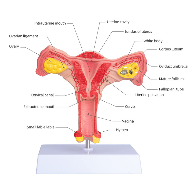 ANNWAN Female Ovary Model - Life Size Human Uterus and Ovary Model Female Reproductive Organ Model for Studying and Communication