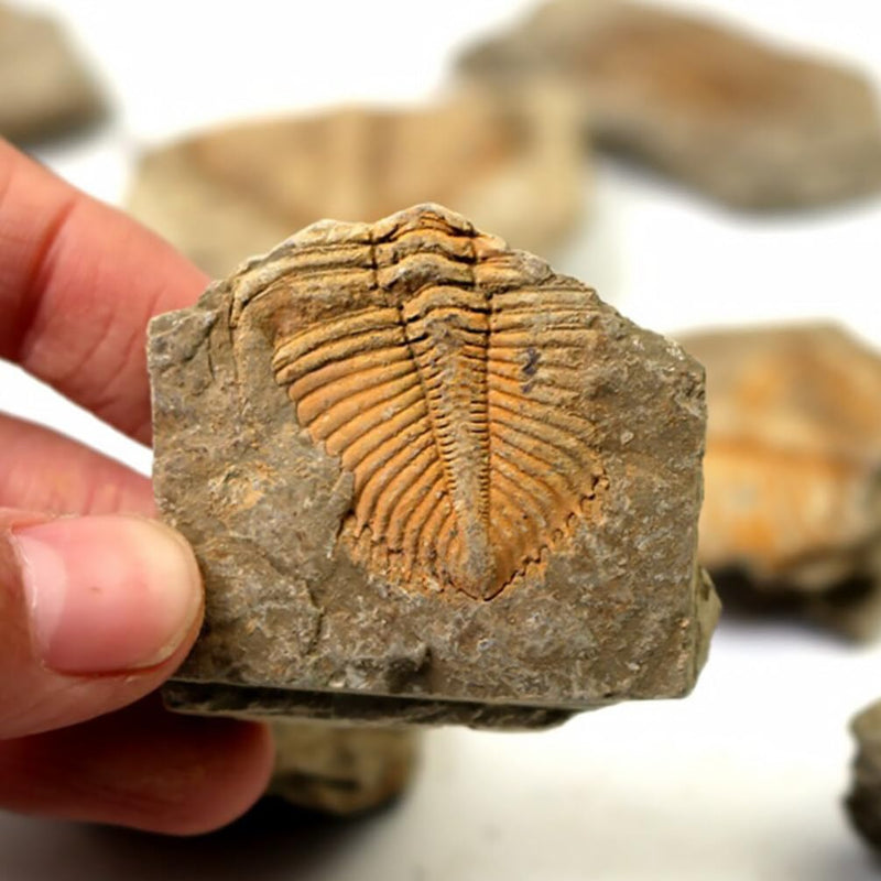 2Pcs Real Trilobite Come from Western Hunan of China 450 Million Years ago