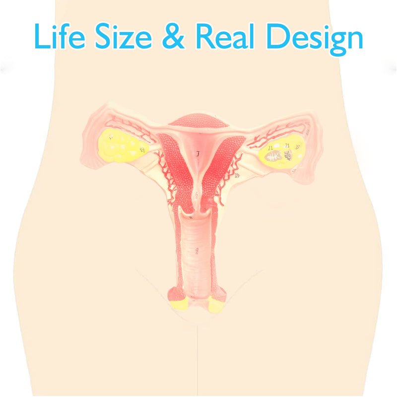 ANNWAN Female Ovary Model - Life Size Human Uterus and Ovary Model Female Reproductive Organ Model for Studying and Communication