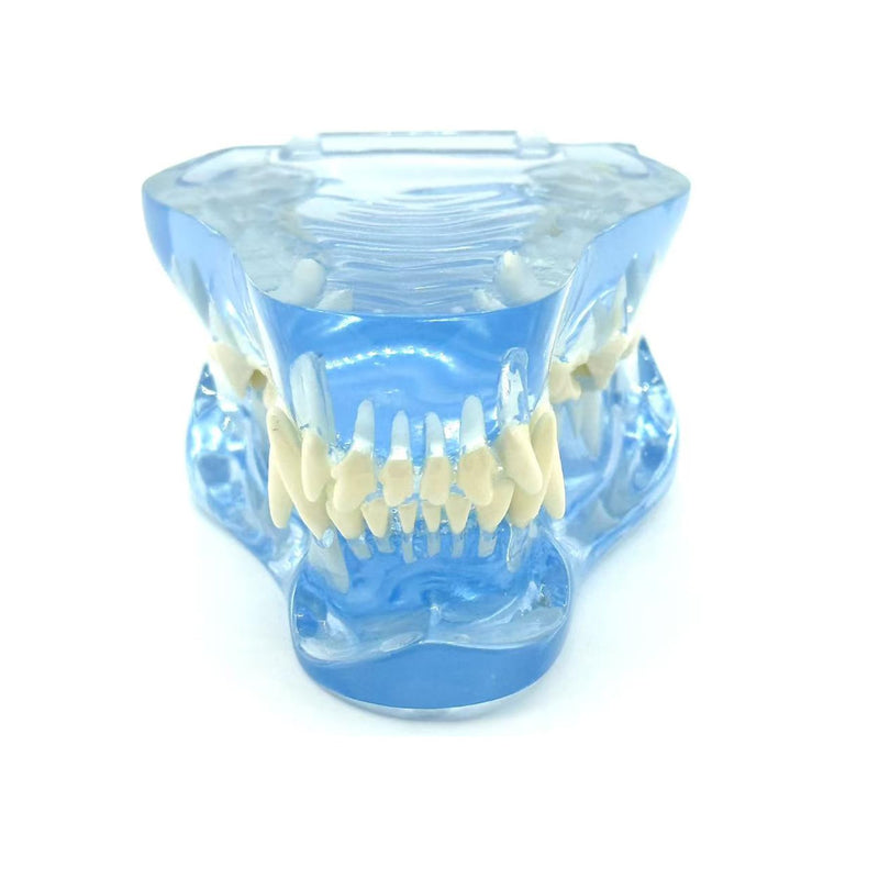 Blue Transparent Canine Feline Dog Cat Tooth Model Veterinary Education Tool for Animal Oral Anatomy Research Demonstration Prop Office Decoration for Vet Clinics, Schools Lab (Dog)