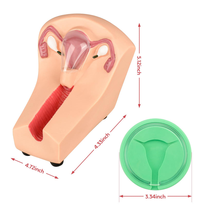 SimCoach Intrauterine Device Training Kit, IUD Training Model, Female Intrauterine Contraceptive Device Simulator Trainer