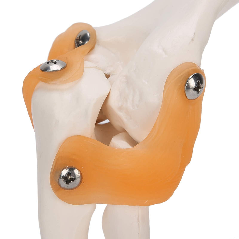 Elbow Joint Model, Elbow Joint Model Life Size Accurate Elbow Skeleton Model Boned Shoulder Joint Model for Study Display Teaching