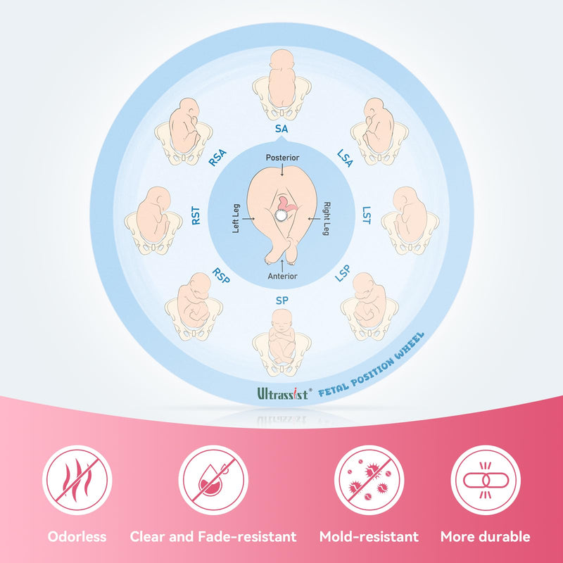 Midwife Fetal Position Tool - Small Size 5.12", Fetal Position Wheel for Midwives, Doula and Obstetricians Gifts, Childbirth Education Tool for Medical & Nursing Students