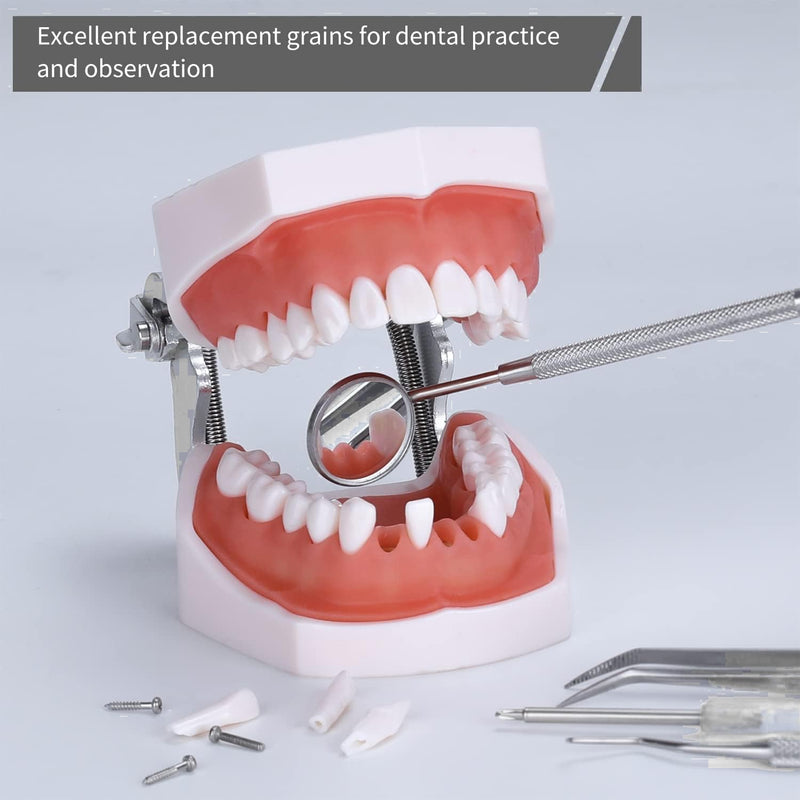 32pcs Removable Teeth Piece for Typodont Teeth Model Compatible with Kilgore Nissin for Teaching, Study