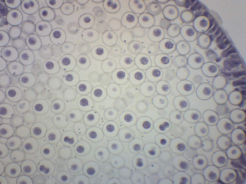 EISCO Ascaris & Onion Mitosis, Prepared Microscope Slide - 75 x 25mm - Plant & Animal Mitosis, Introductory Microscopy Single Slide