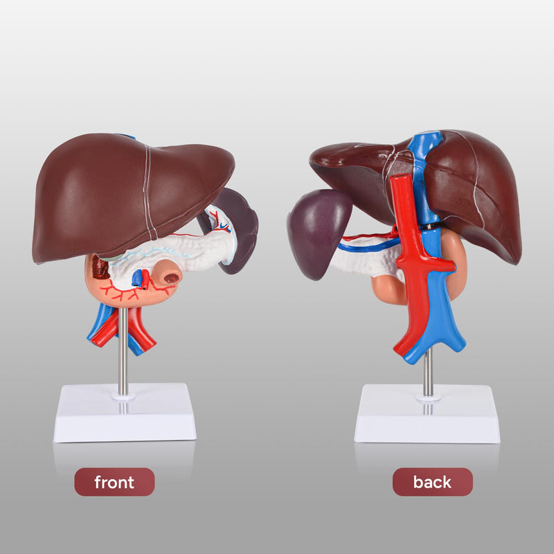 Human Liver Pancreas Duodenum Model,Life Size Anatomy Model for Medical Students Education Research and Teaching