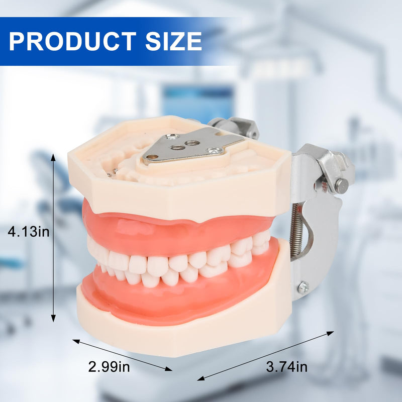 H32C-01 Removable 32Pcs Screw-in Model, Soft Gum Model Comes with a Small Screwdriver Easy to Disassemble and Replace, Suitable for Teaching Practice and Study