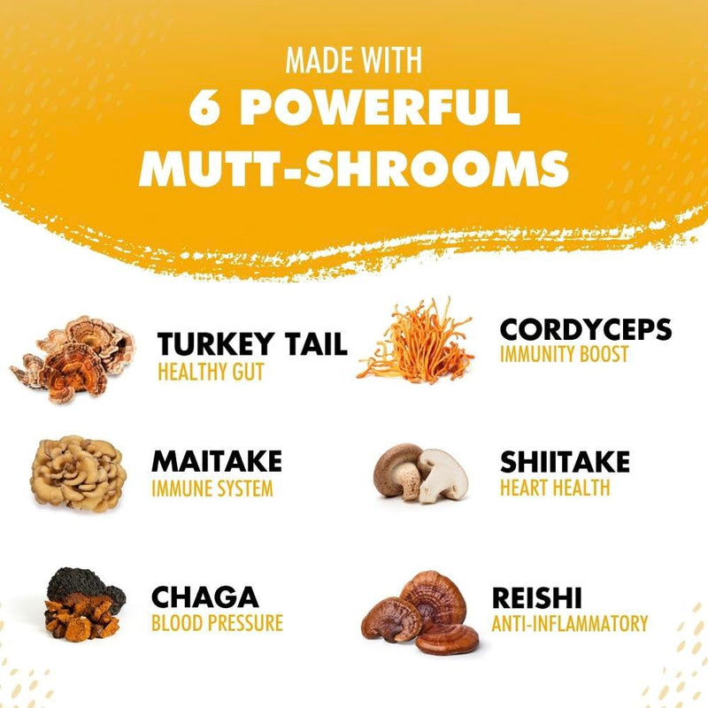 iHeartDogs Turkey Tail Mushroom for Dogs with Bone Broth and 6 Mushroom Blend Powder - PawsPlanet Australia