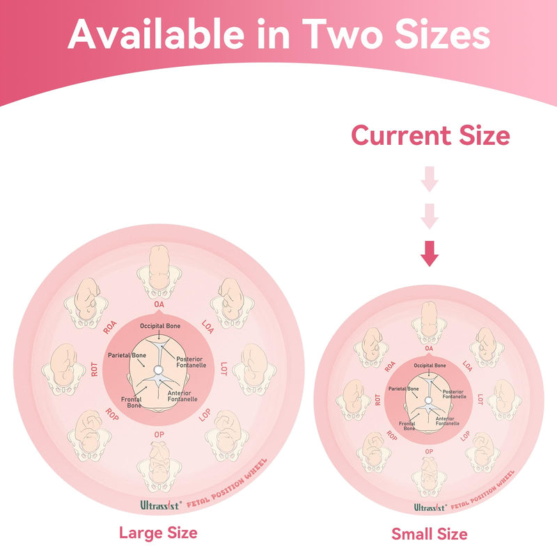 Midwife Fetal Position Tool - Small Size 5.12", Fetal Position Wheel for Midwives, Doula and Obstetricians Gifts, Childbirth Education Tool for Medical & Nursing Students
