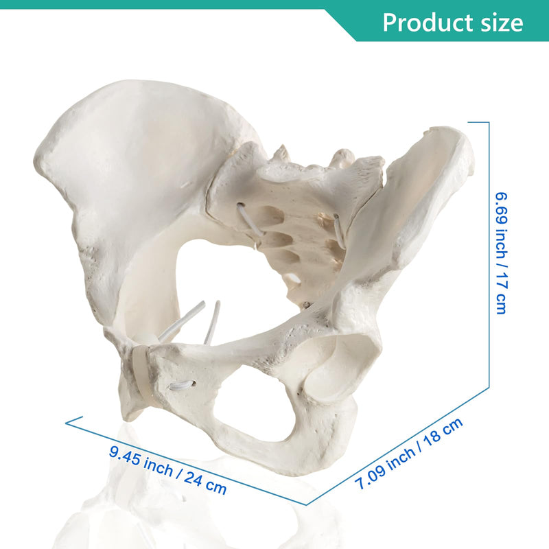 Life-Size Female Pelvis Skeleton Model with Elastic Cords - Anatomically Accurate Medical Anatomy Teaching Tool