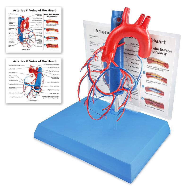 NEW HORIZON Human Heart Model Vascular Heart, Naturally Size, with base Increased sized coronary anatomy depicting the cardiac veins