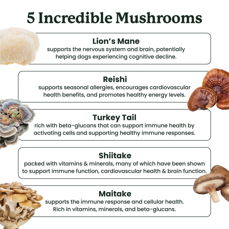 Lolahemp Mushroom Supplement for Dogs - Tasty Chews with Organic Mushroom Complex for Immune System & Cognitive Health - Turkey Tail, Reishi, Shiitake, Maitake & Lion's Mane - PawsPlanet Australia
