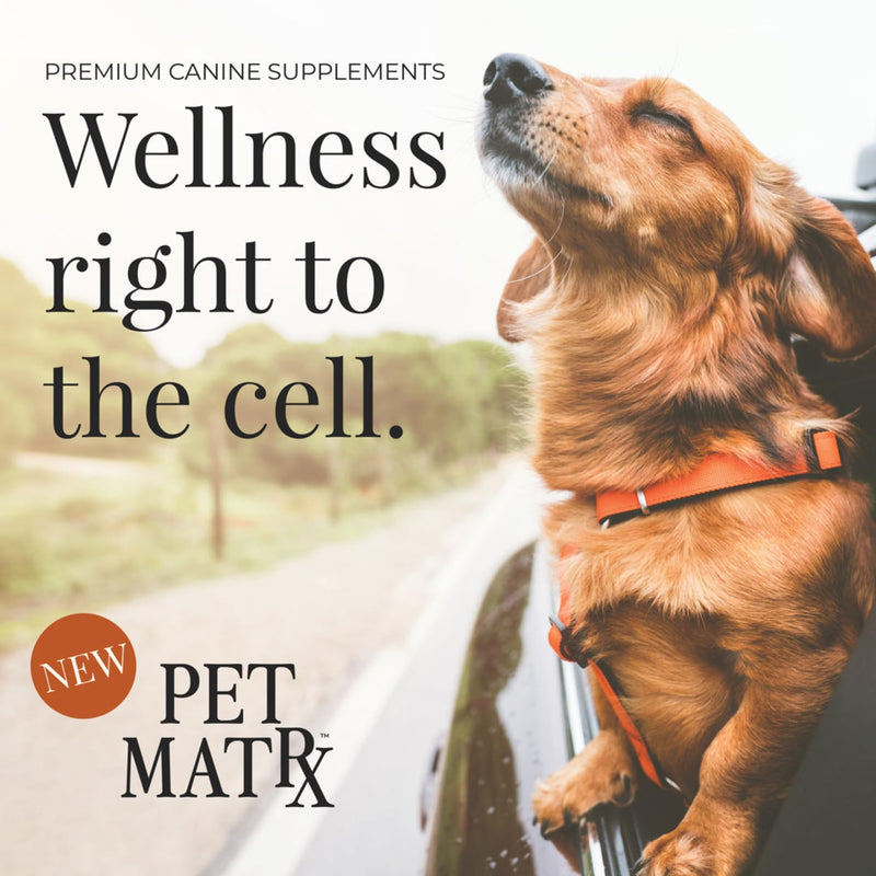 Think Cognitive and Calming Supplement with Collagen and Magnesium - Supports Nervous System Against Stress, Behavioral Challenges, and Cognitive Issues (Large/X-Large) Large/X-Large Breeds