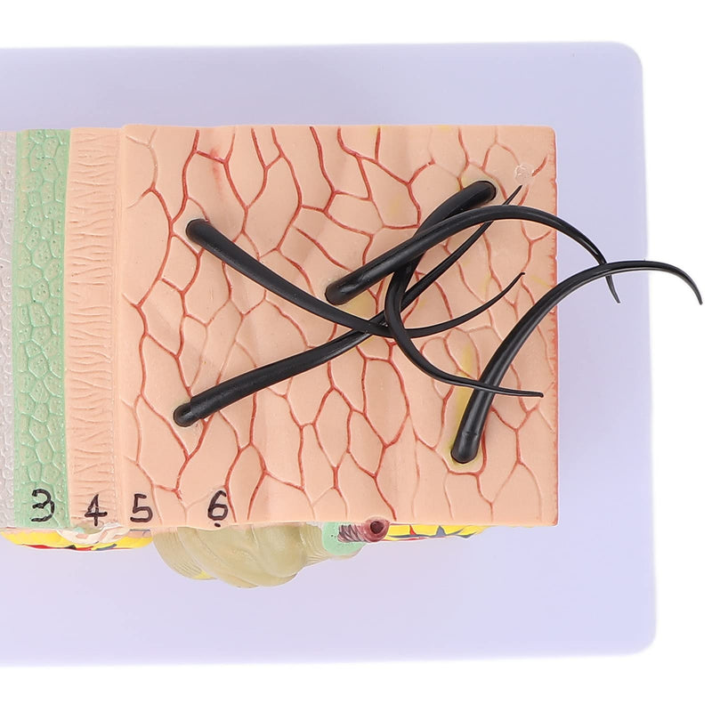 Skin Model, 35X Enlarged Skin Anatomical Model 3D Skin Layers Anatomy Model Human Skin Structure Anatomical Model for Science Classroom Study Display Teaching Model