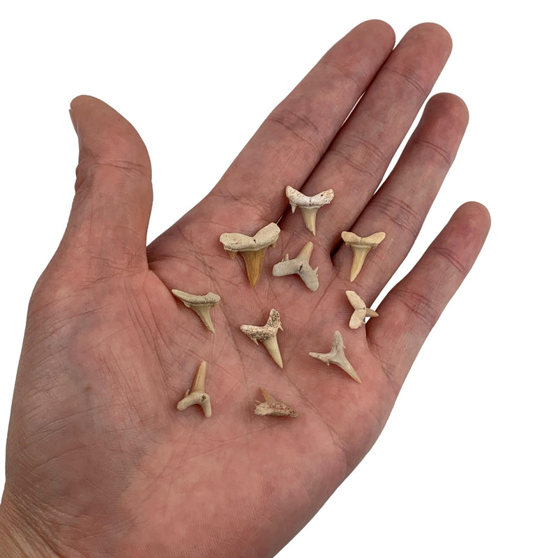 Heyiwell 10PC Fossil Mini Shark Tooth,Real Fossil Shark Teeth 1~1.5cm