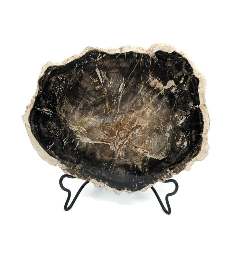 Petrified Wood Slab with Stand - 4.5 to 5 inch - Natural Petrified Wood Polished on Both Sides