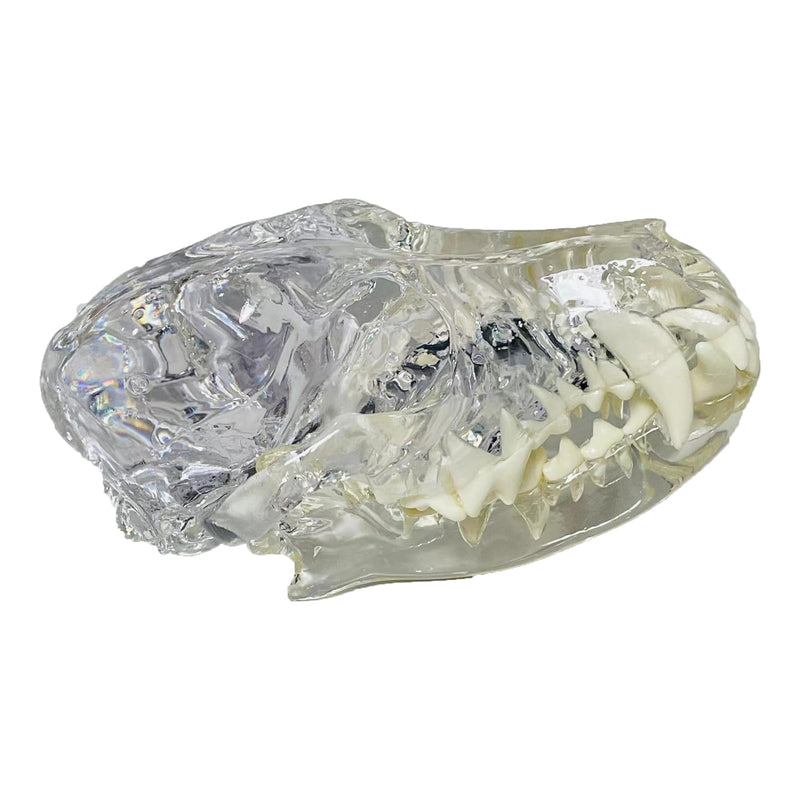 Transparent Canine Dog Cat Rabbit Teeth Skull Anatomical Model Dental Animals Oral Tooth Jaw For Veterinary Office Teaching Decoration Demonstrate (Dog Skull) Dog Skull