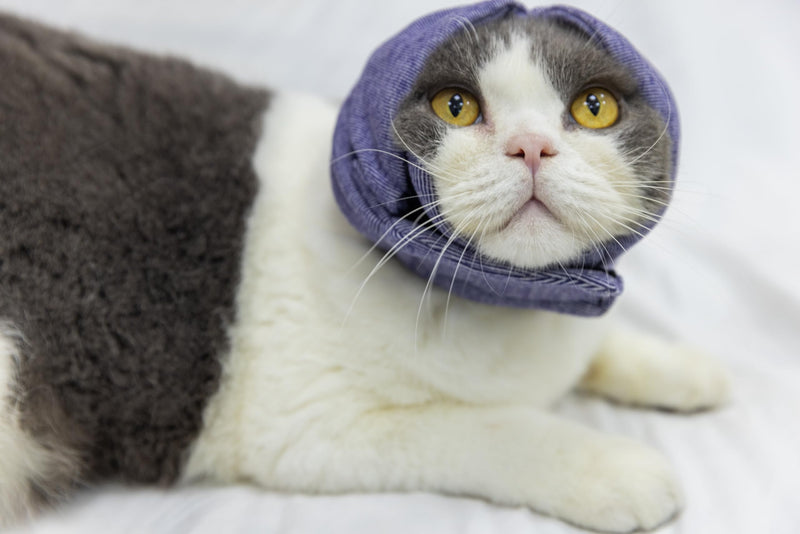 Cat Hematoma Ear Wrap,Noise Cancelling Calming Anxiety & Stress Relief - Ear Cover for cat Purple S Small