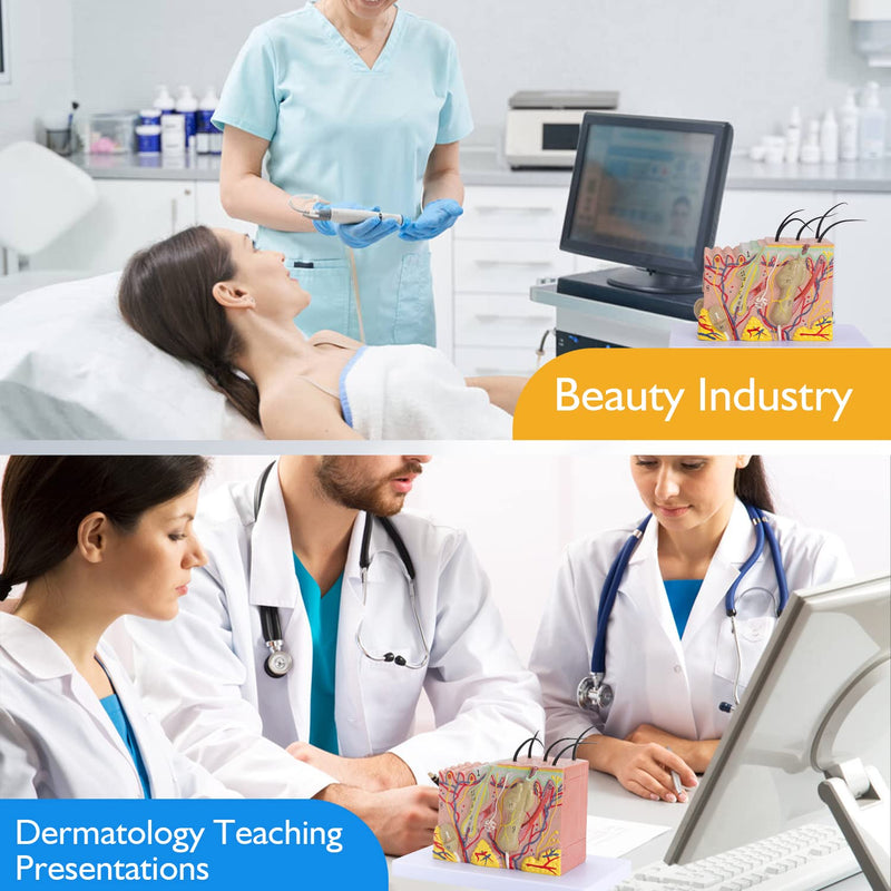 Human Skin Model 35x - 35 Times Skin Structure Anatomical Model Skin Color Model Teaching Medical Model
