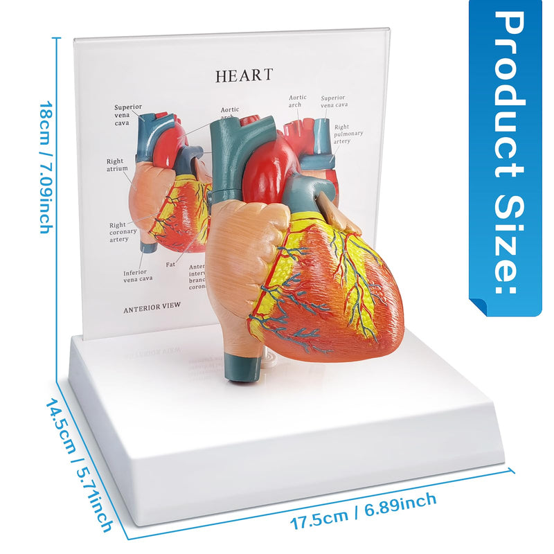 Human Heart Anatomical Model, Life Size 2 Parts Human Heart Model Shows Arteries Veins with Base and Detailed Guide for Medical Science Education Study or Teaching