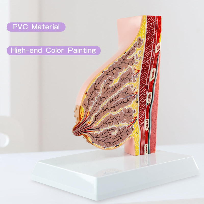 Lactating Breast Sagittal Section Model, Breast Anatomy Model Include Study Card, for Breast Surgeon